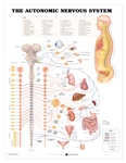 Human Autonomic Nervous System Anatomical Chart